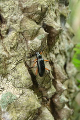 Strongylium erythrocephalum