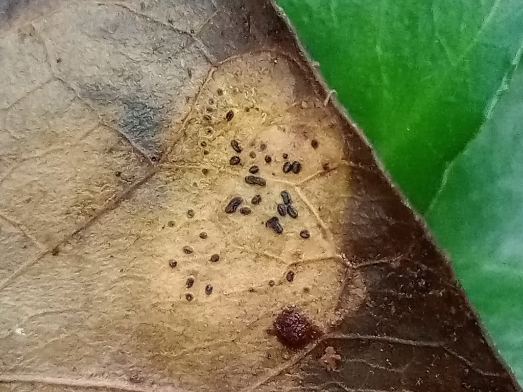 Lophodermium hedericola