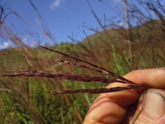 Andropogon appendiculatus