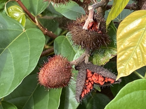 Lipsticktree