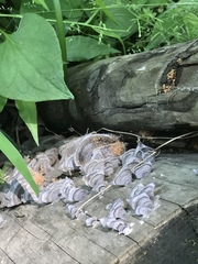 Trametes versicolor