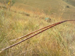 Andropogon schirensis