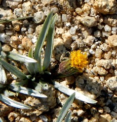 Raillardella argentea