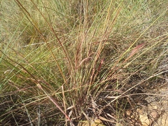 Andropogon schirensis