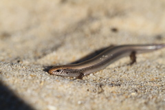 Chalcides bedriagai