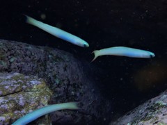 Ptereleotris monoptera