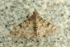 Dysallacta negatalis