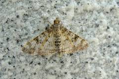 Dysallacta negatalis