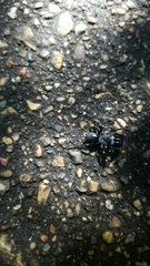 Sphodros niger
