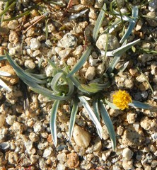 Raillardella argentea