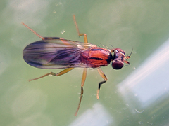 Clusiodes albimanus