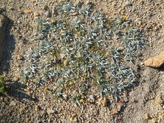 Raillardella argentea