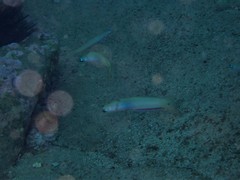 Ptereleotris monoptera