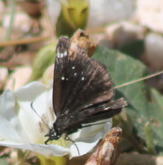 Pholisora