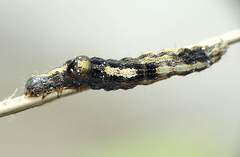 Bastilla