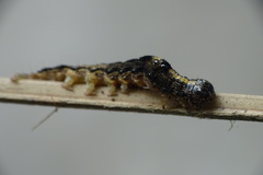 Bastilla