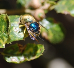 Eulonchus smaragdinus