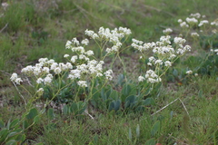 Lepidium cartilagineum
