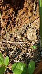 Sceloporus dixoni