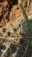 Sceloporus dixoni