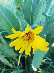 Wyethia