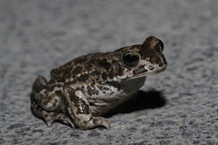 Bufotes boulengeri siculus