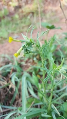 Lithospermum strictum