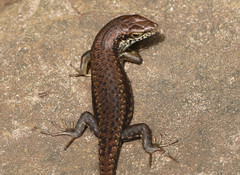 Trachylepis maculilabris