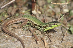 Podarcis waglerianus