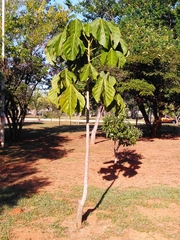 Sterculia striata