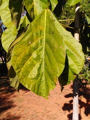 Sterculia striata