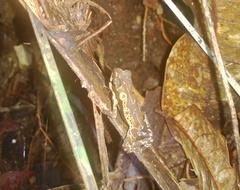 Manaus Harlequin Toad photo 3