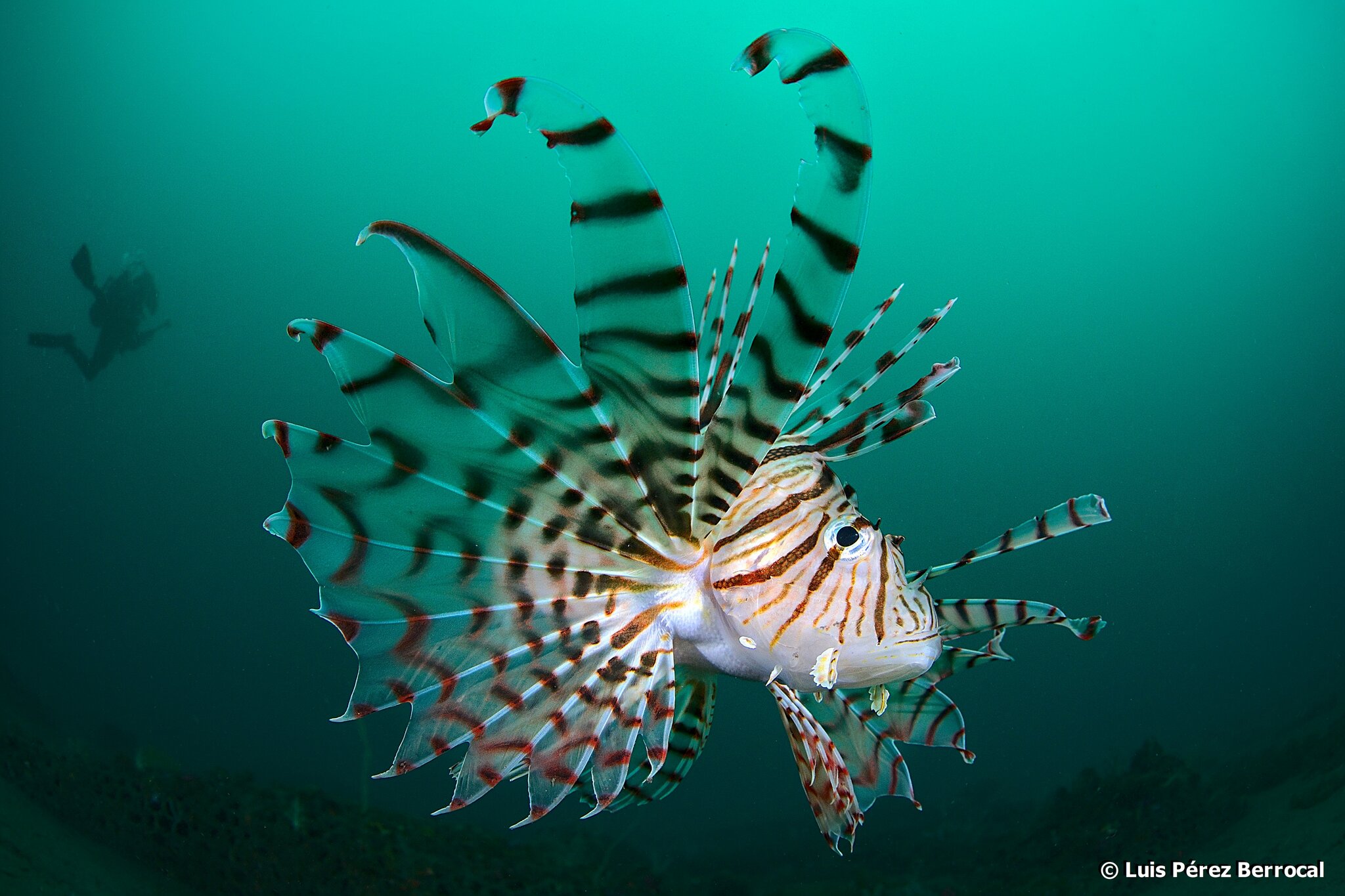 ミノカサゴ (Pterois lunulata) · iNaturalist