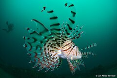 Dragon's Beard Fish photo 1