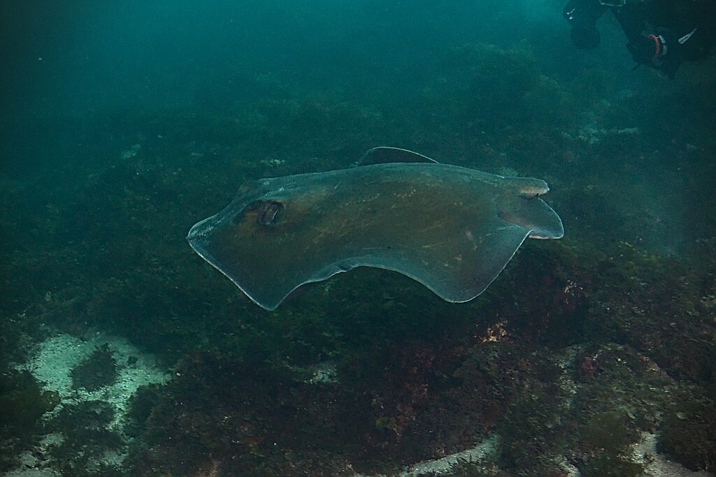 Izu stingray (Hemitrygon izuensis) — Dasyatidae