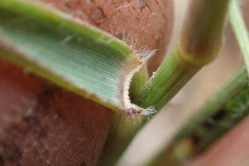 Image of Eragrostis patentipilosa by no rights reserved