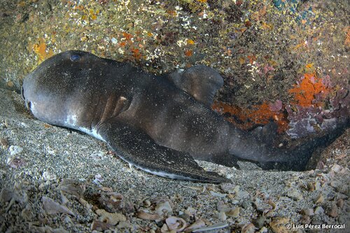Bull-head shark (Heterodontus japonicus) — Heterodontidae — 3