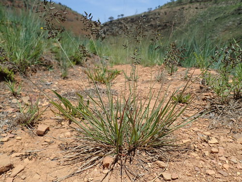 Image of Eragrostis patentipilosa by no rights reserved