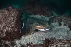 Japanese Eagle Ray photo 2