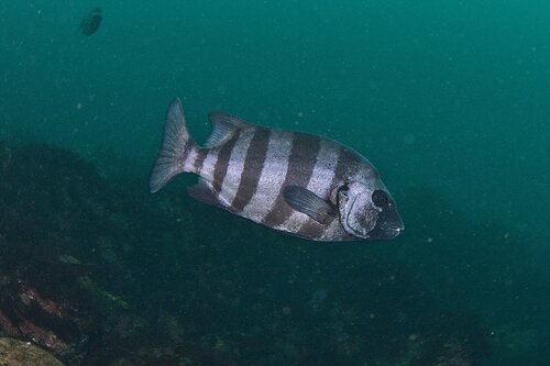 Oplegnathus fasciatus (Temminck & Schlegel, 1844)