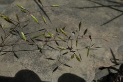 Festuca caprina