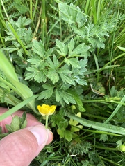 Ranunculus repens