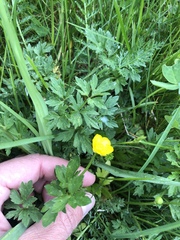 Ranunculus repens