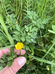 Ranunculus repens
