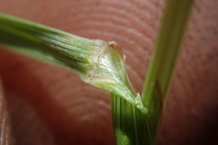 Festuca caprina