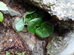 Asarum europaeum europaeum