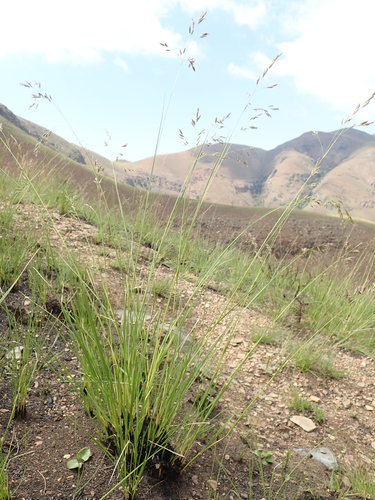 Image of Festuca costata by no rights reserved
