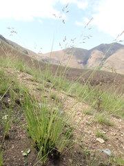 Festuca costata