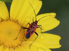 Calocoris nemoralis