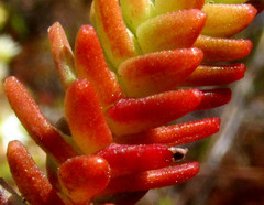 Sedum moranense, photograph author not stated, no rights reserved